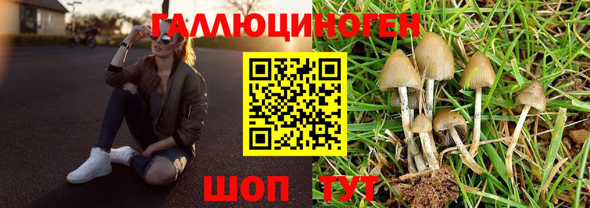 Галлюциногенные грибы Psilocybine cubensis  Галлюциногенные грибы прущие грибы  Вход с VPN  закладка  Будённовск 