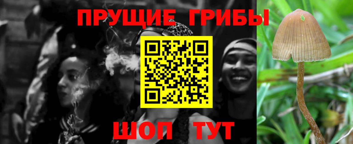 Псилоцибиновые грибы Psilocybe Будённовск